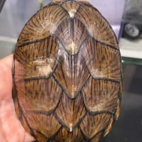 カブトニオイガメ
