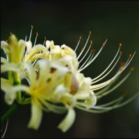 「エアリスの小さな森公園」の 彼岸花