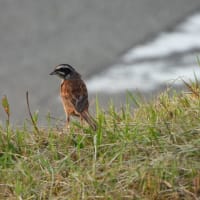 ホウジロ