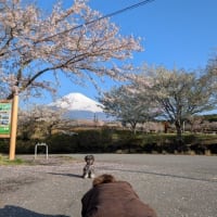 朝活でパノラマロードの桜