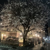 プラザシティ相模大野の桜　2024