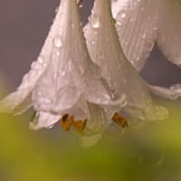 雨の日の写真撮り（ギボウシ）