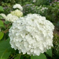 紫陽花