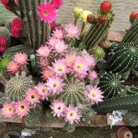 桃鶴丸開花