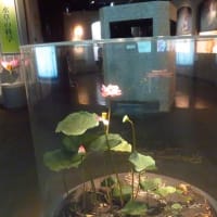 草津市立水生植物園　ロータス文化