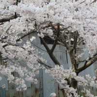 大堀川の散歩道　②　桜並木