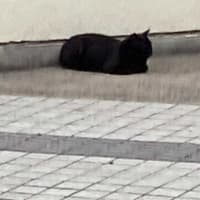 夕ウォーキングの風景。令和7年6月22日。半黒三毛が居なかったな。