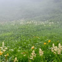 コバイケイソウはそろそろ種に