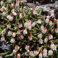 渡島駒ヶ岳の花