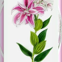 フウセントウワタ - Reikoのお花の絵・2