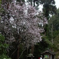 桜の境内