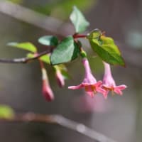 ヒサカキの花、アシビの花