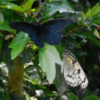 井頭公園の花ちょう遊館２