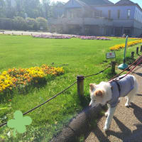 １日あけての公園散歩。