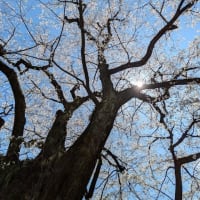 桜が咲いていた