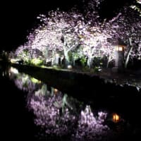 伊香具神社の夜桜