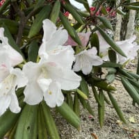 庭の花たち