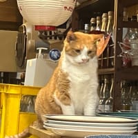 看板猫のいるお店で猫飲み (2506-4)