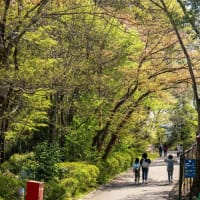 国営武蔵丘陵森林公園　新緑