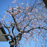 枝垂れ桃の花