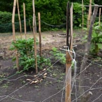 2回目の唐芋植え　ネットで囲う　2025/06/23（鹿児島）
