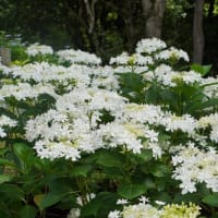 6月10日　万博公園へ紫陽花を見に行って来ました。