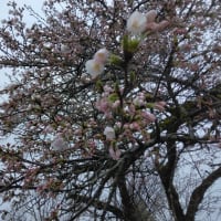 藤木小学校の桜開花／桜前線は北海道に