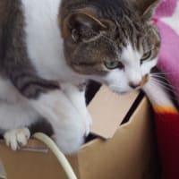 段ボール猫