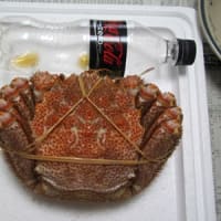 一人でカニパ②