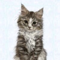 ラガマフィンの子猫ちゃん　どんぐりちゃん