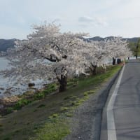 もうひとつ桜の写真。