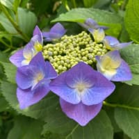 6月5日　紫陽花の季節