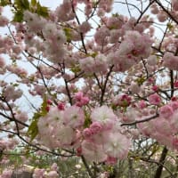 八重桜咲きました。
