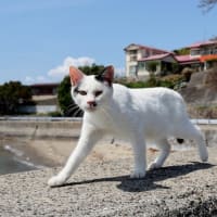 九州F島の猫たち　2025年4月　その11