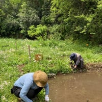 5月4日（日）草刈り、除伐、バーベキュー等