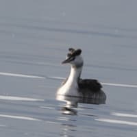 冬の渡り鳥・カンムリカイツブリ