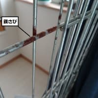 人もインコもダイエットは大変…