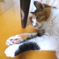 「猫アート」