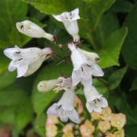 季節の花はバラとアジサイ＊やはり地植えですね＊