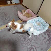 ハチの巣があった！