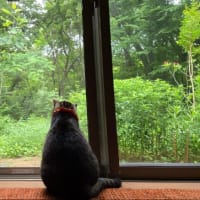 梅雨入りしたの？