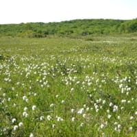 ２０２５年６月９日　北八甲田山麓　田代平湿原のようす