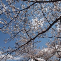 お花見