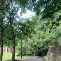 26日の雨で倒木