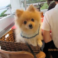 ２０２５．５．１９．２０．２３のわんちゃん(=^ェ^=)