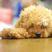 これでもお兄ちゃんなのさ～