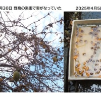 キカラスウリの種まき