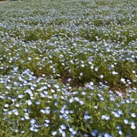 桜もまだ頑張て咲いてます