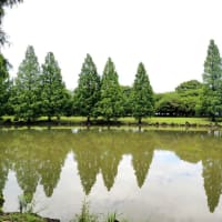 はなさき公園「紫陽花とメタセコイア」