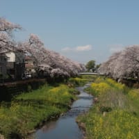 野川の桜満開